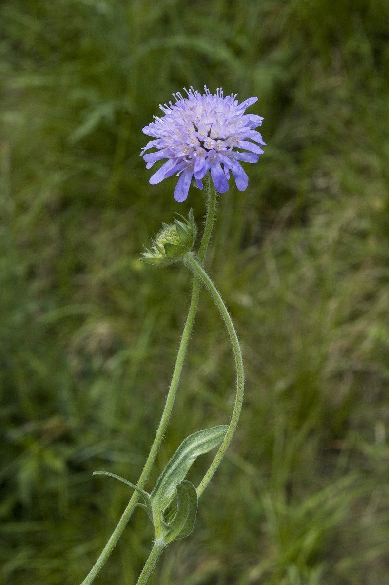 Knautia Arvensis Field Scabious knautia-arvensis-field-scabious
